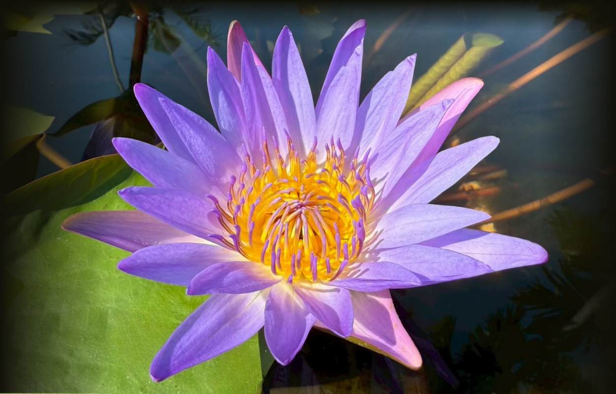 บัวติน่า-Tina