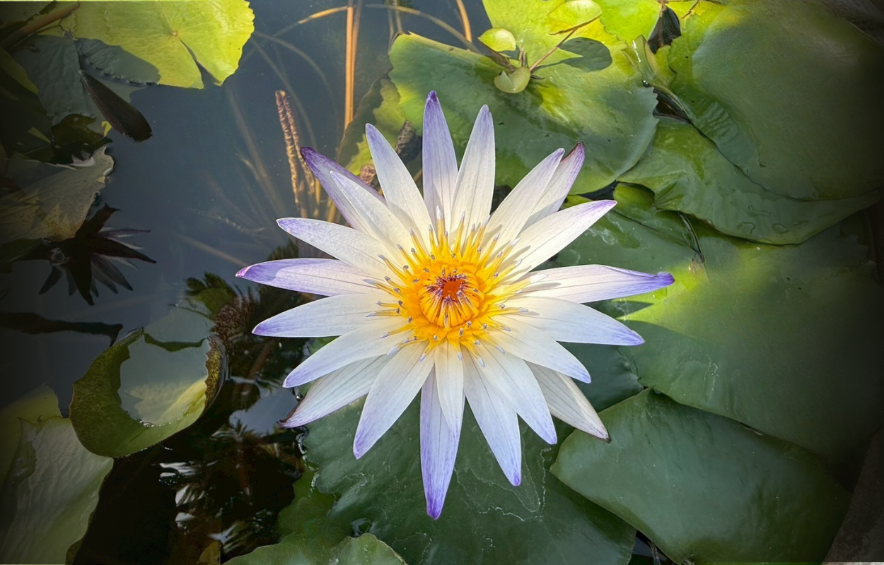 มารุซากิ-Maruzak