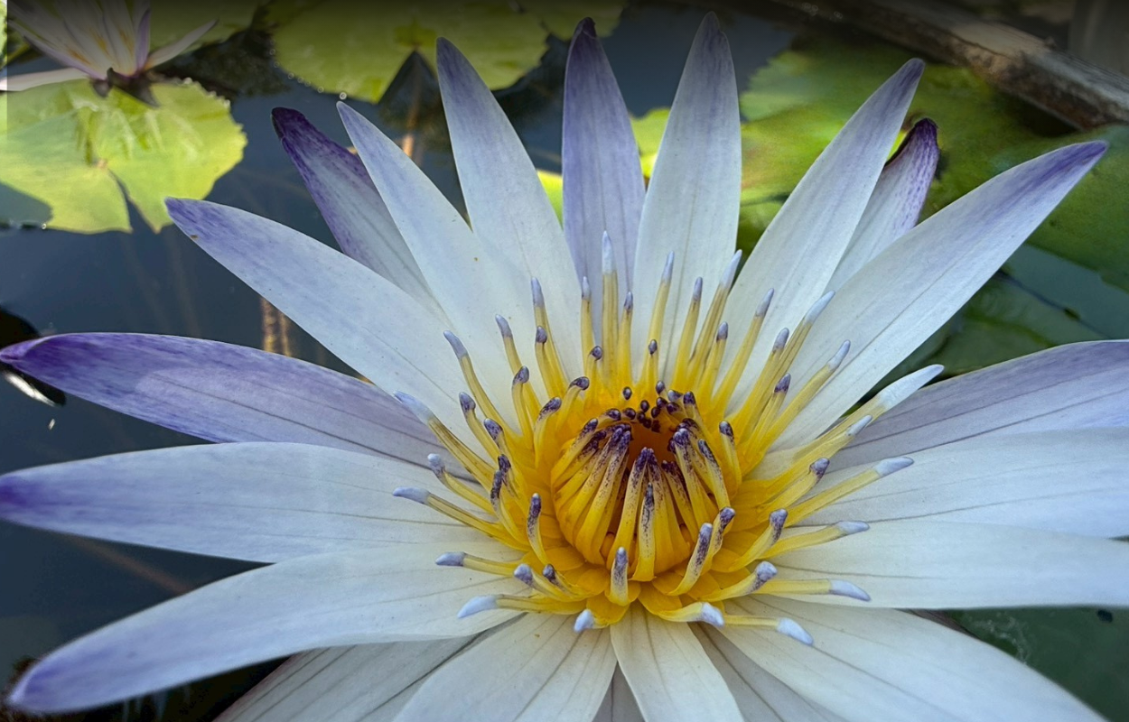 มารุซากิ-Maruzak