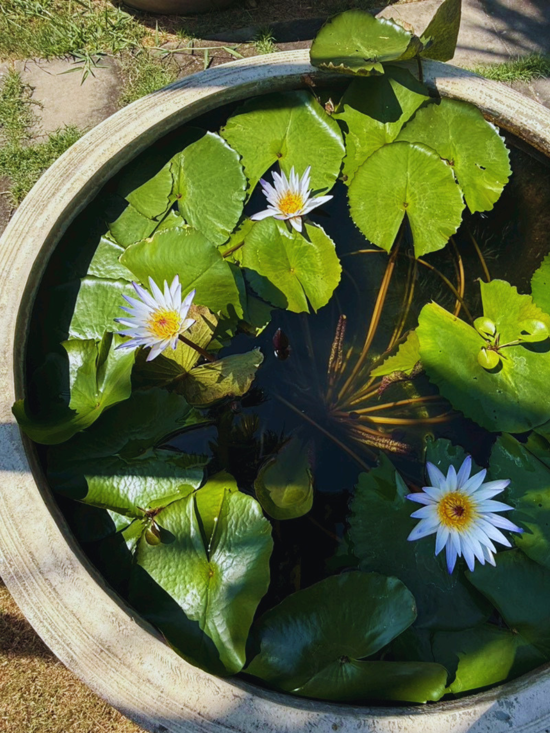 มารุซากิ-Maruzak