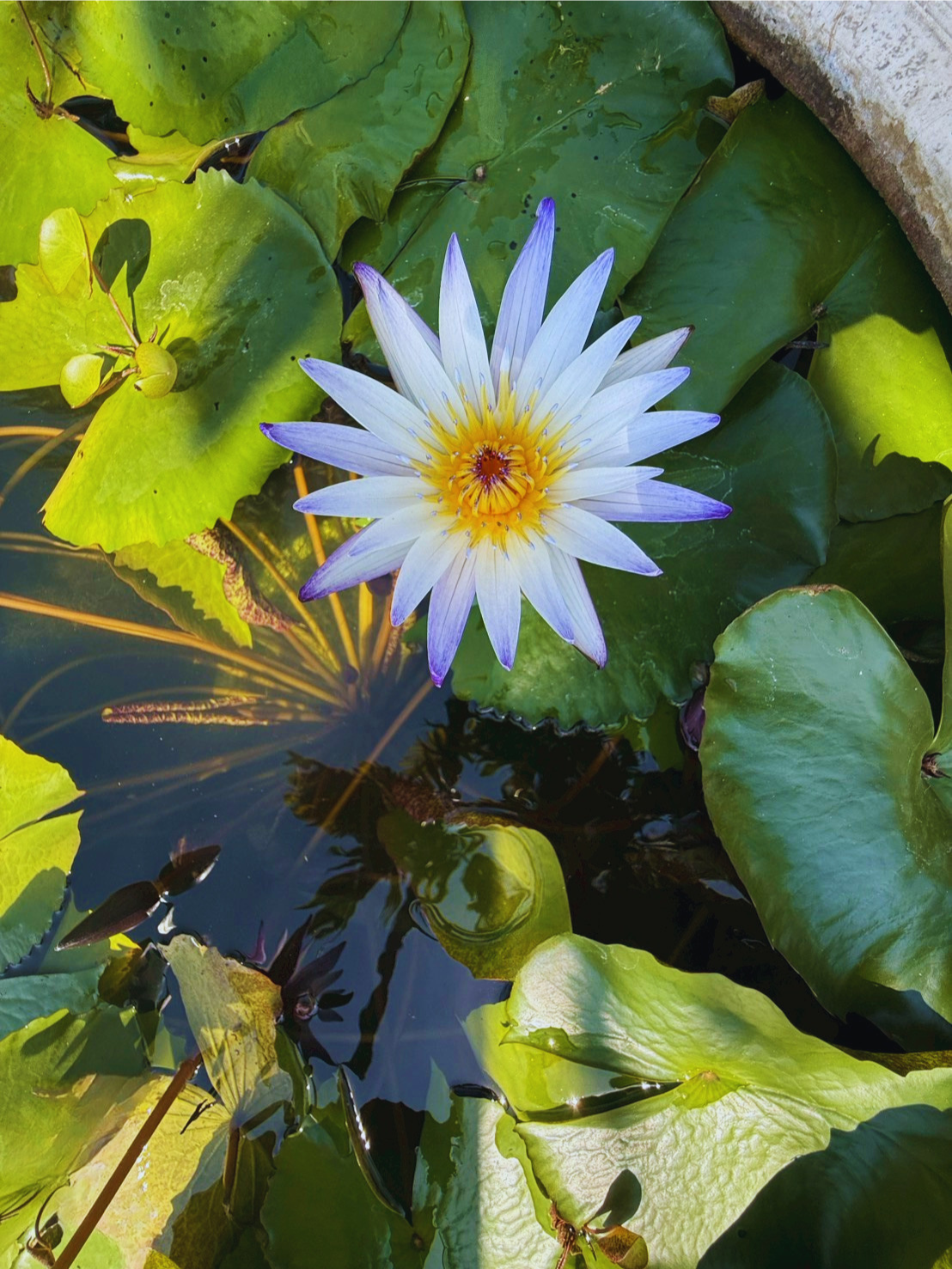 มารุซากิ-Maruzak