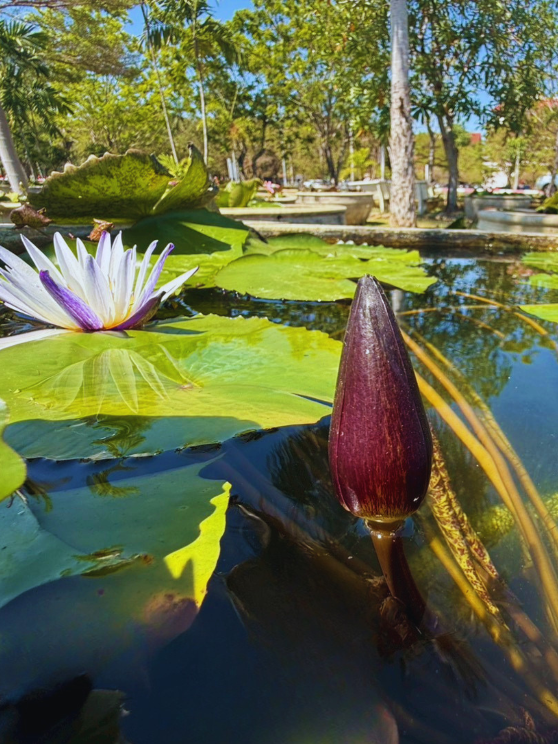 มารุซากิ-Maruzak