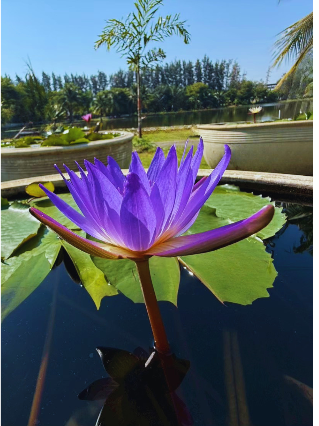 บัวติน่า-Tina