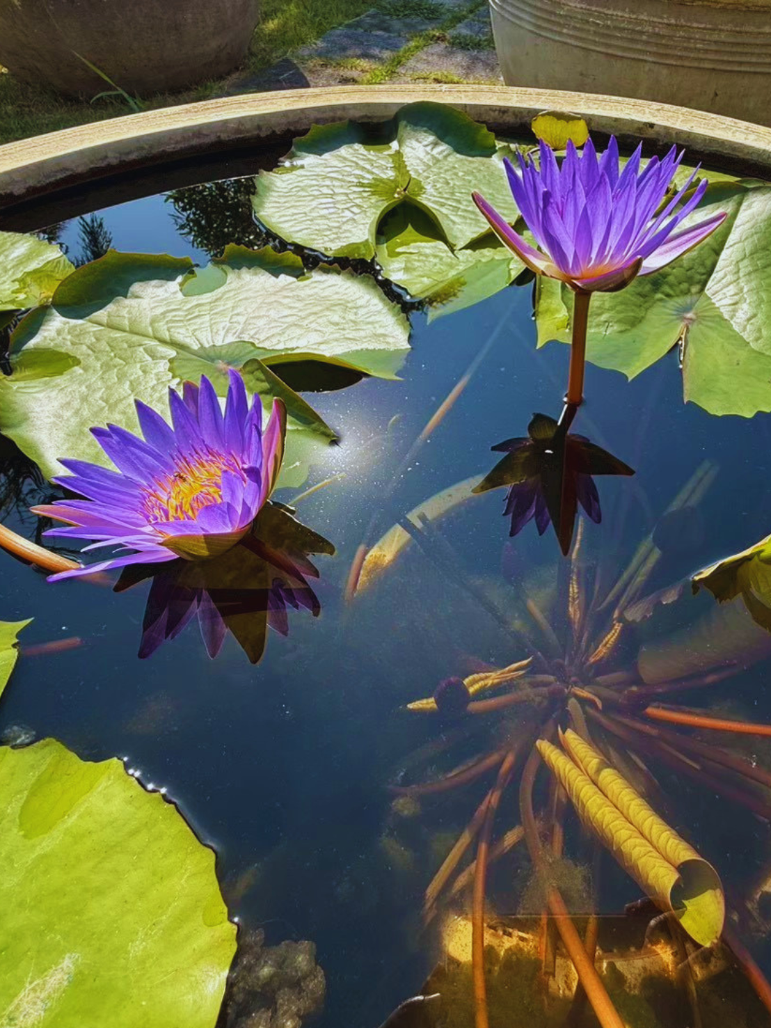 บัวติน่า-Tina