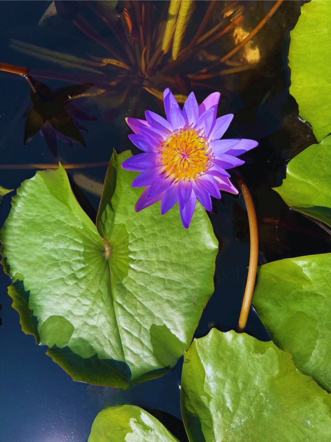 บัวติน่า-Tina