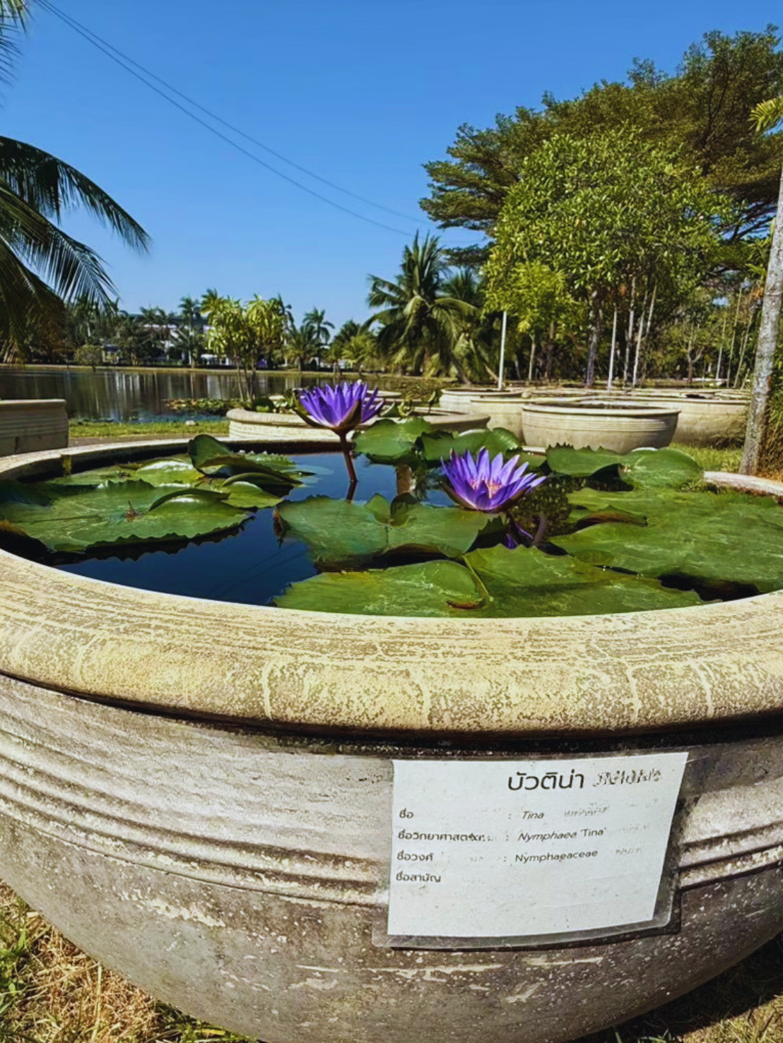 บัวติน่า-Tina