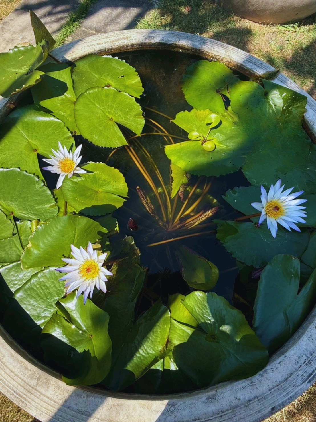 มารุซากิ-Maruzak