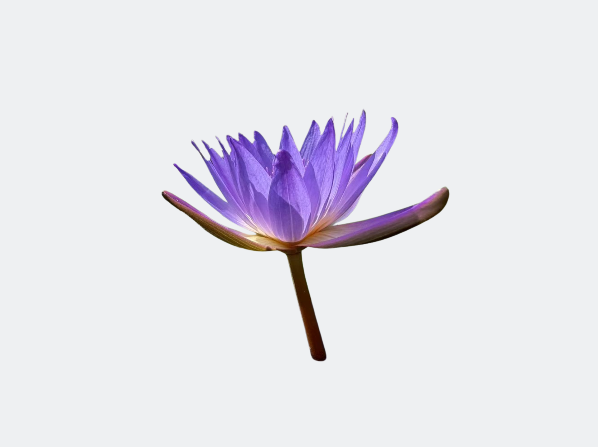 ก้านดอก-Tina