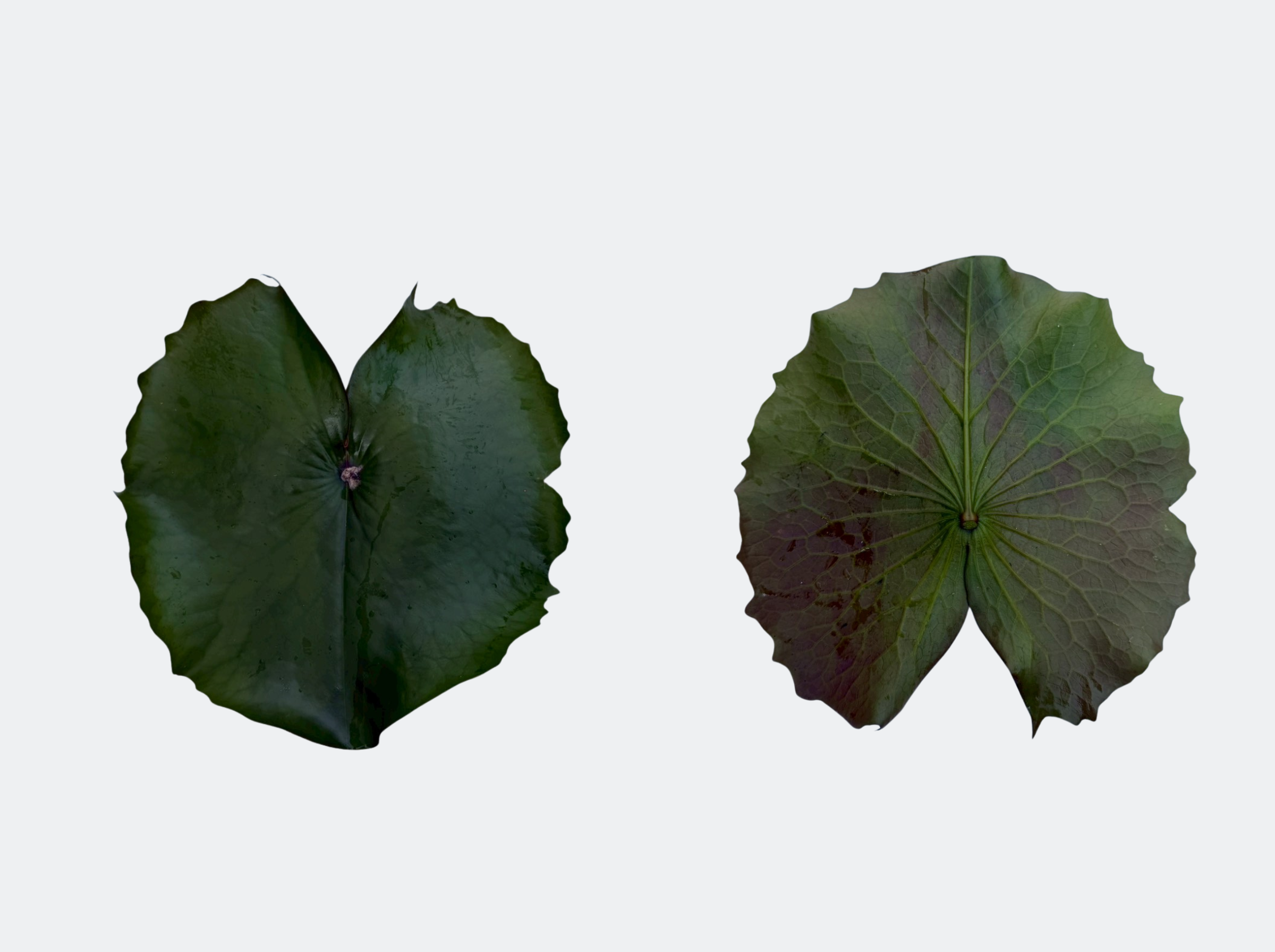 ใบอ่อน-Tina