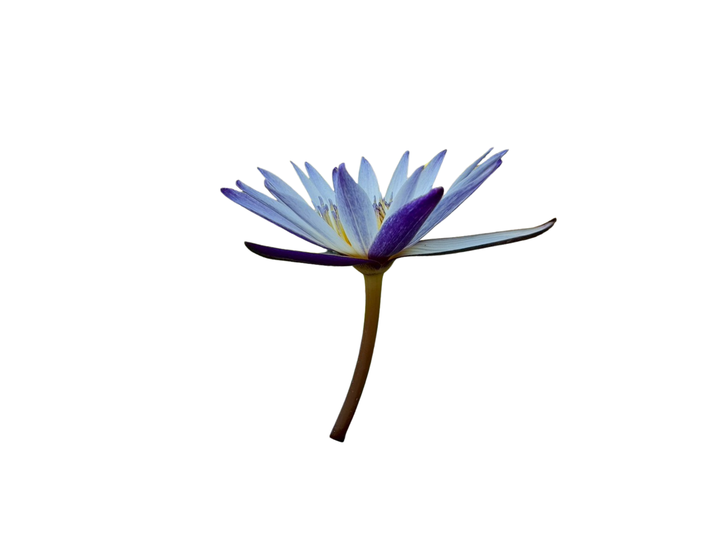 ก้านดอก-Maruzak