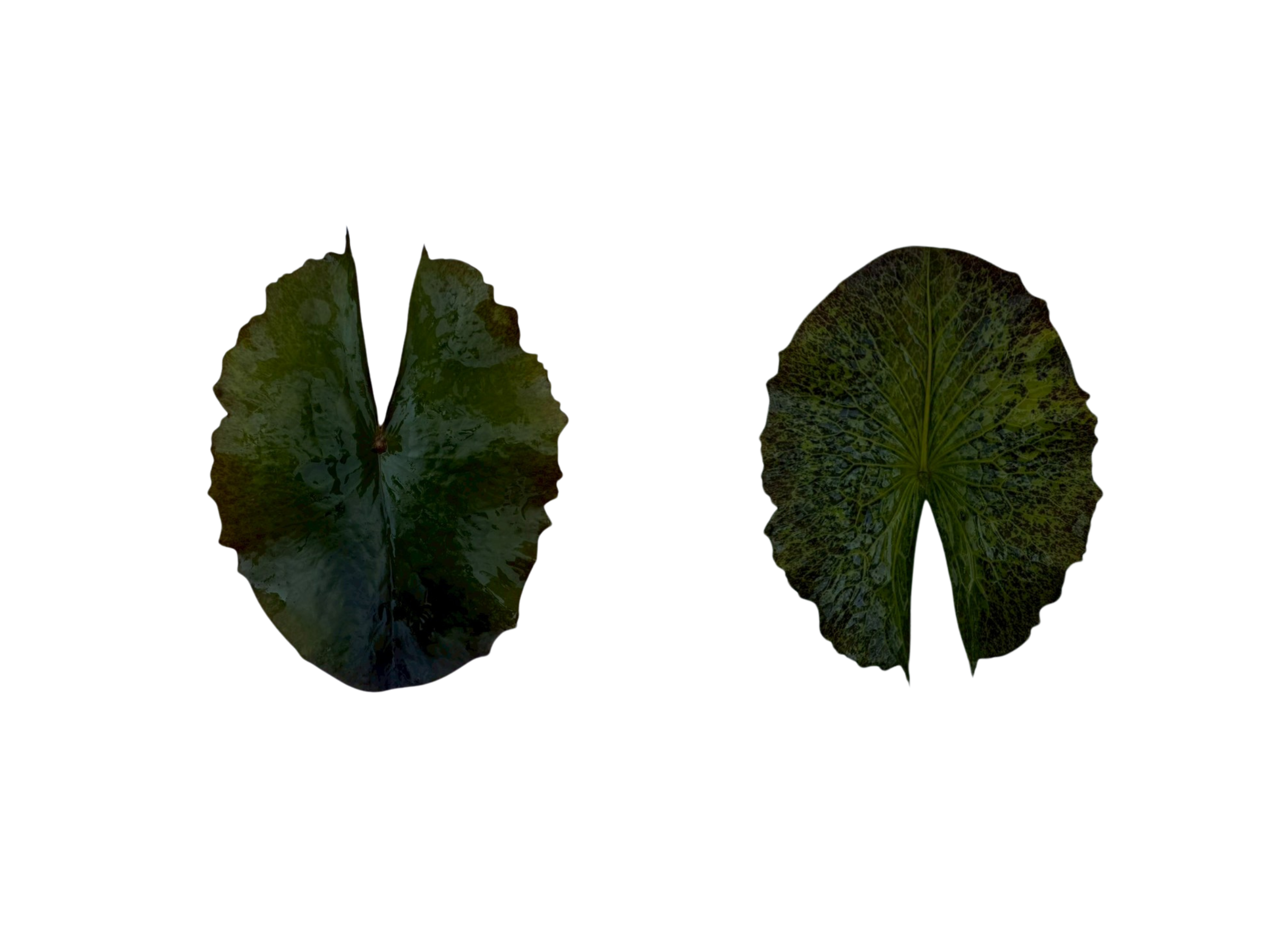 ใบแก่-Tina