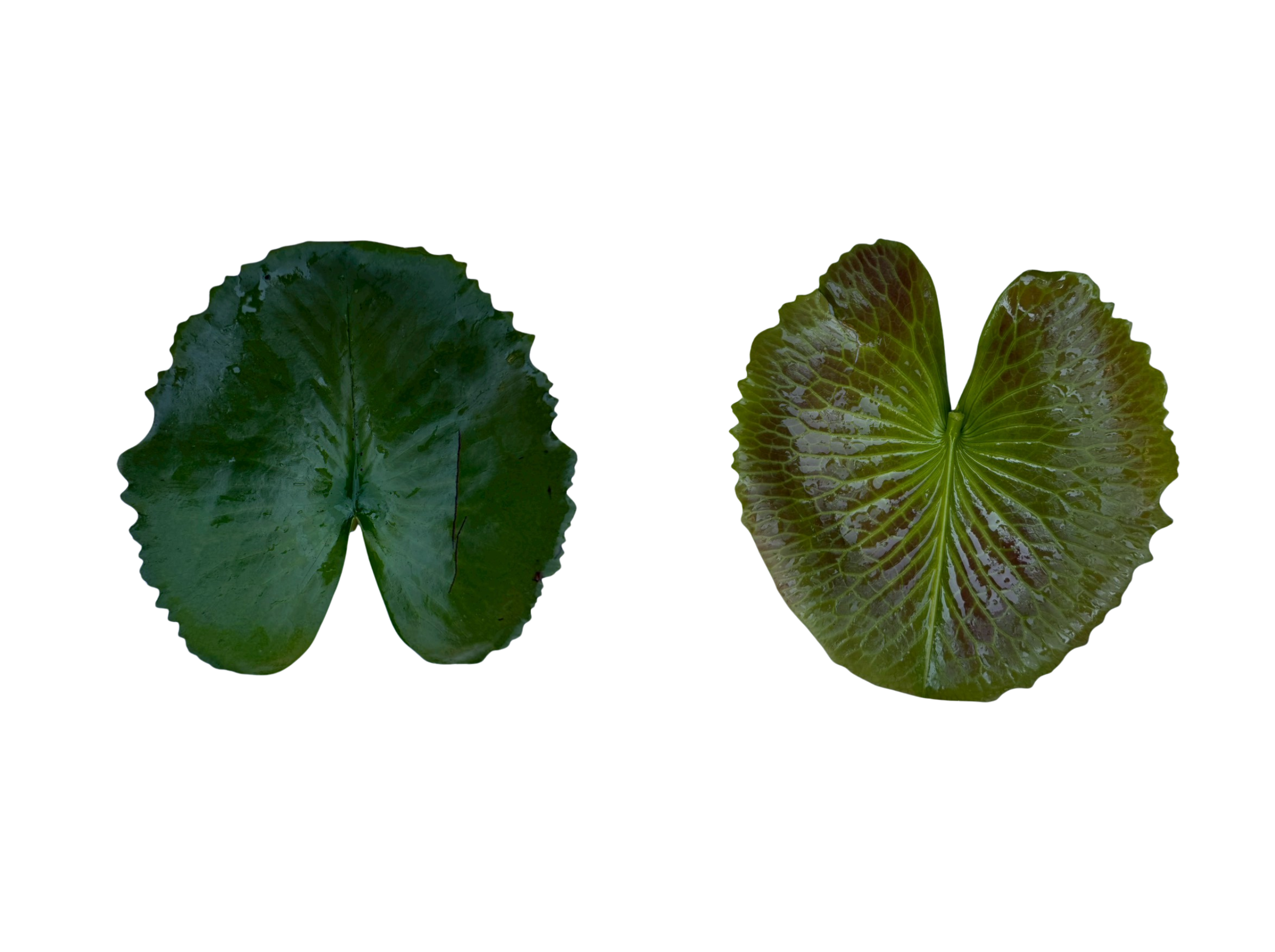 ใบอ่อน-Pink Silk