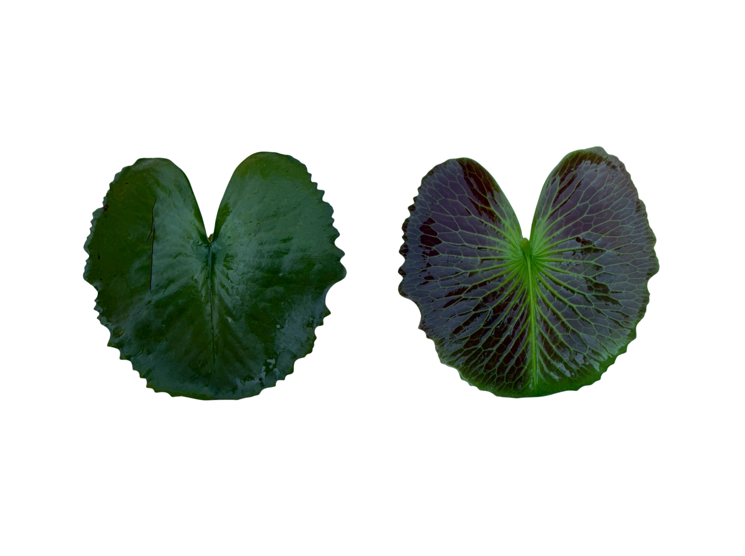 ใบแก่-Pink Silk