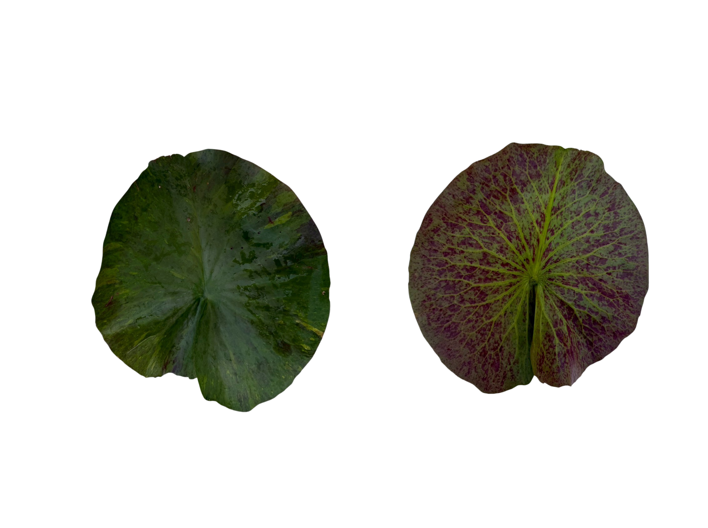 ใบแก่-Bangkok Pink Panther