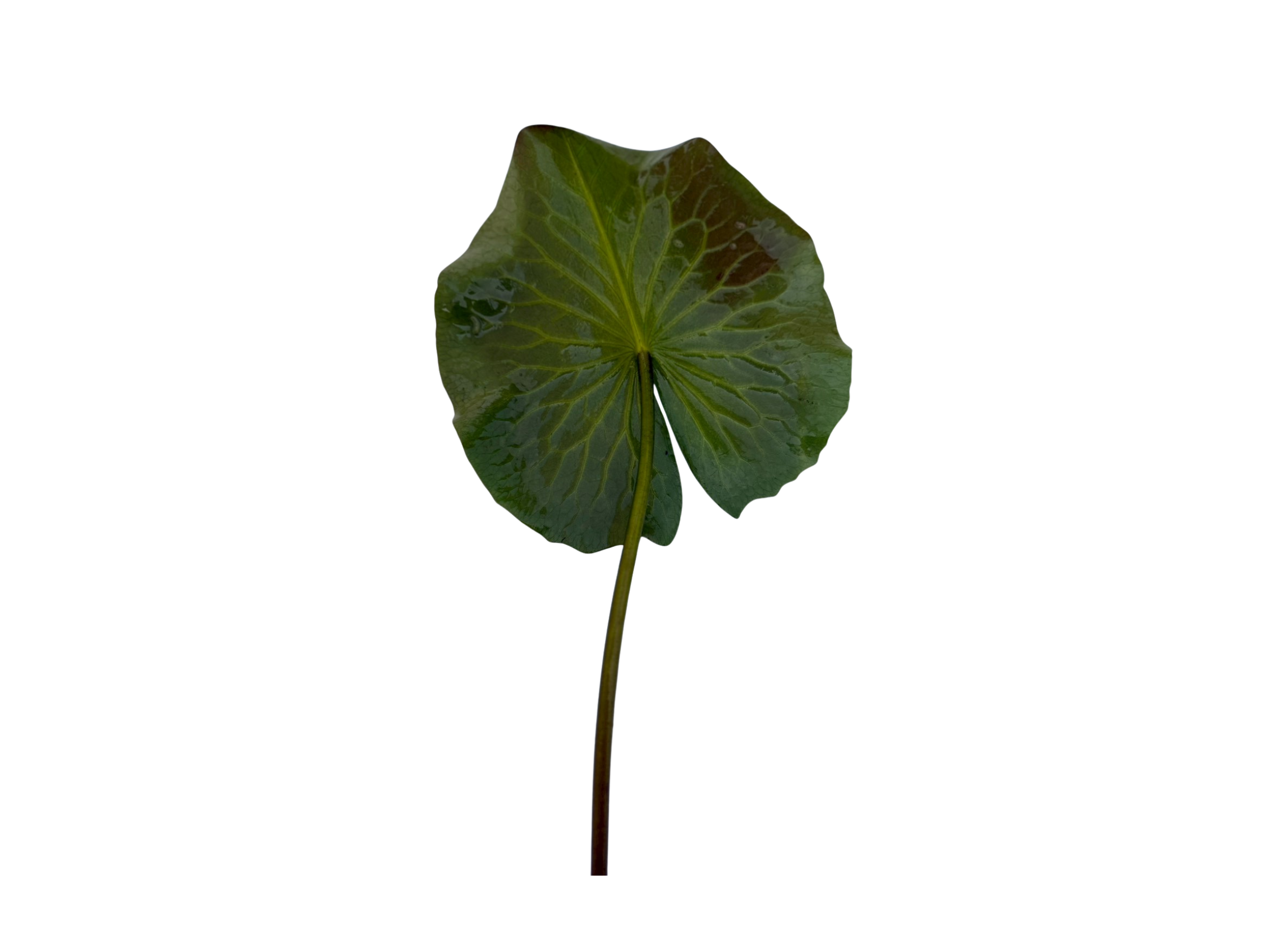 ก้านใบ-Pink Tourmaline