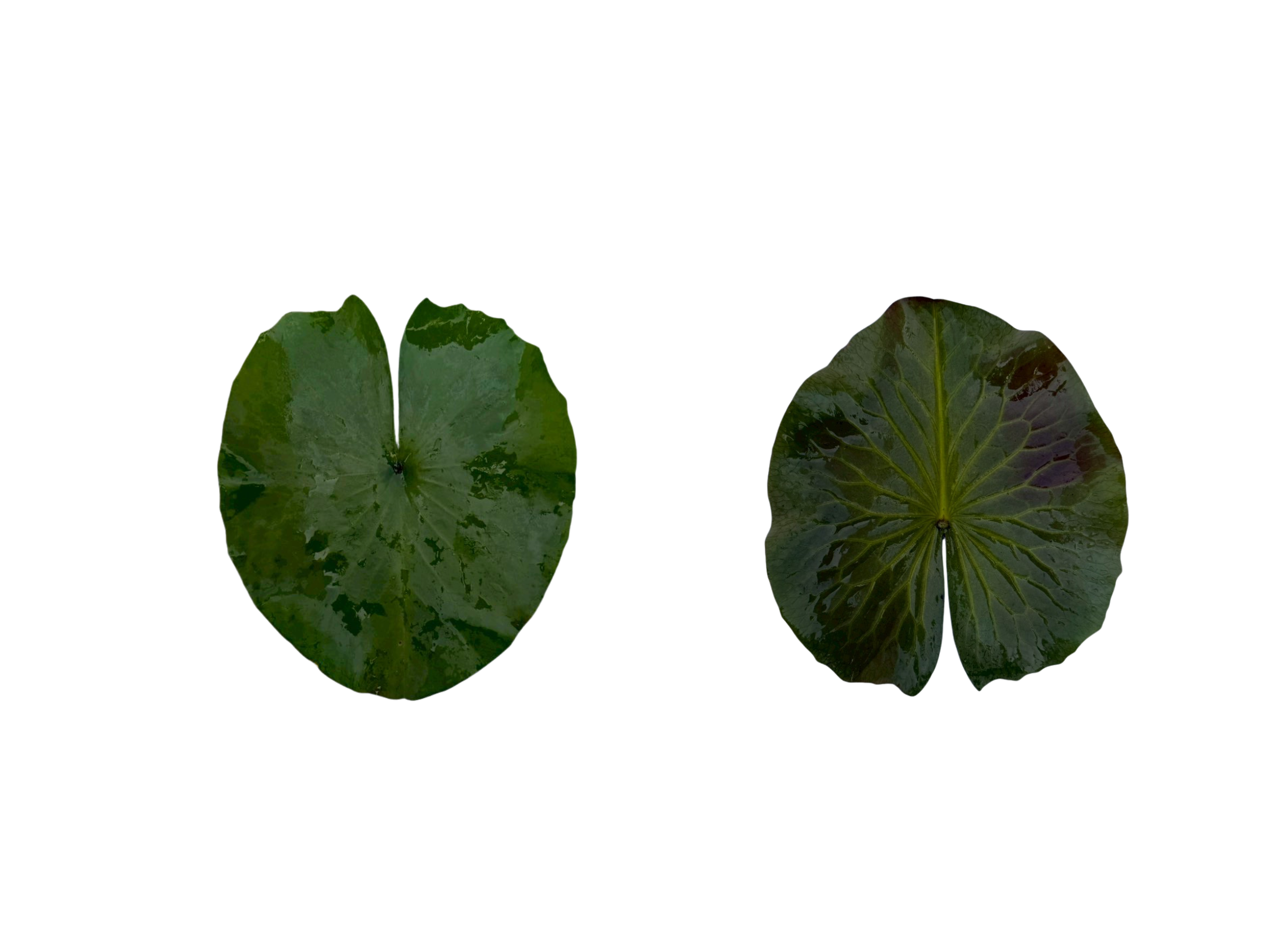 ใบแก่-Pink Tourmaline