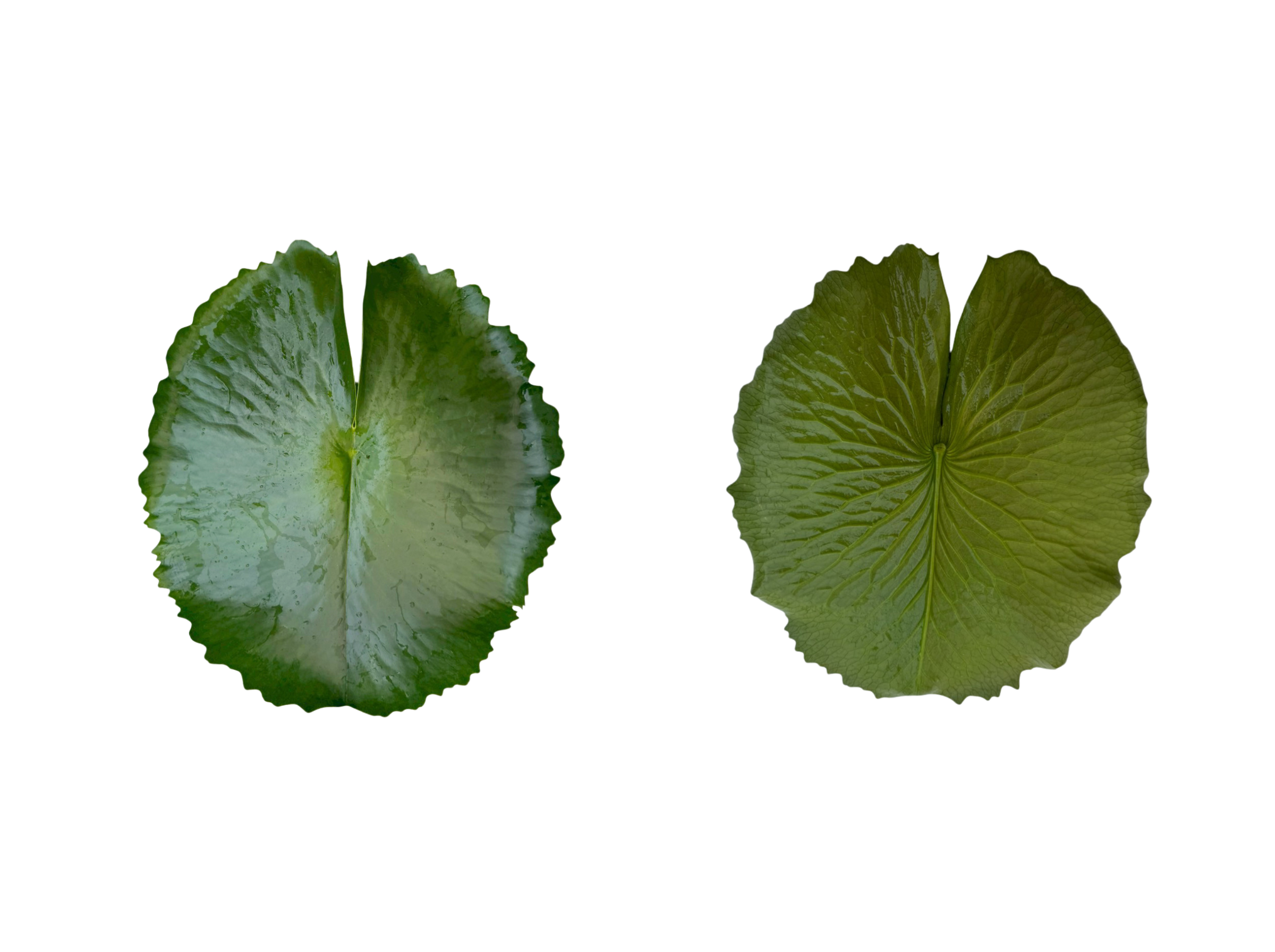 ใบอ่อน-Nangkwaug-Muang