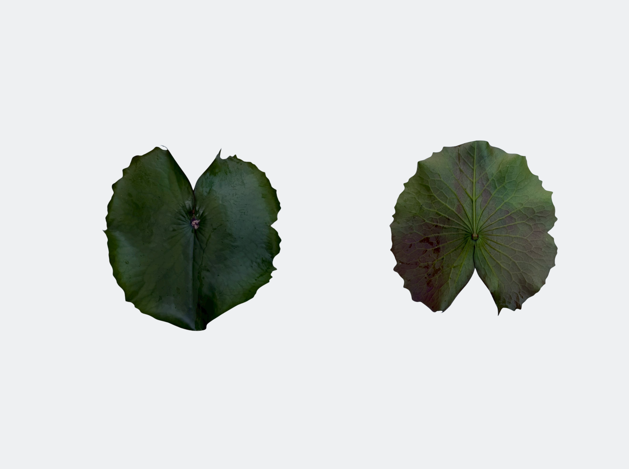 ใบอ่อน-Tina