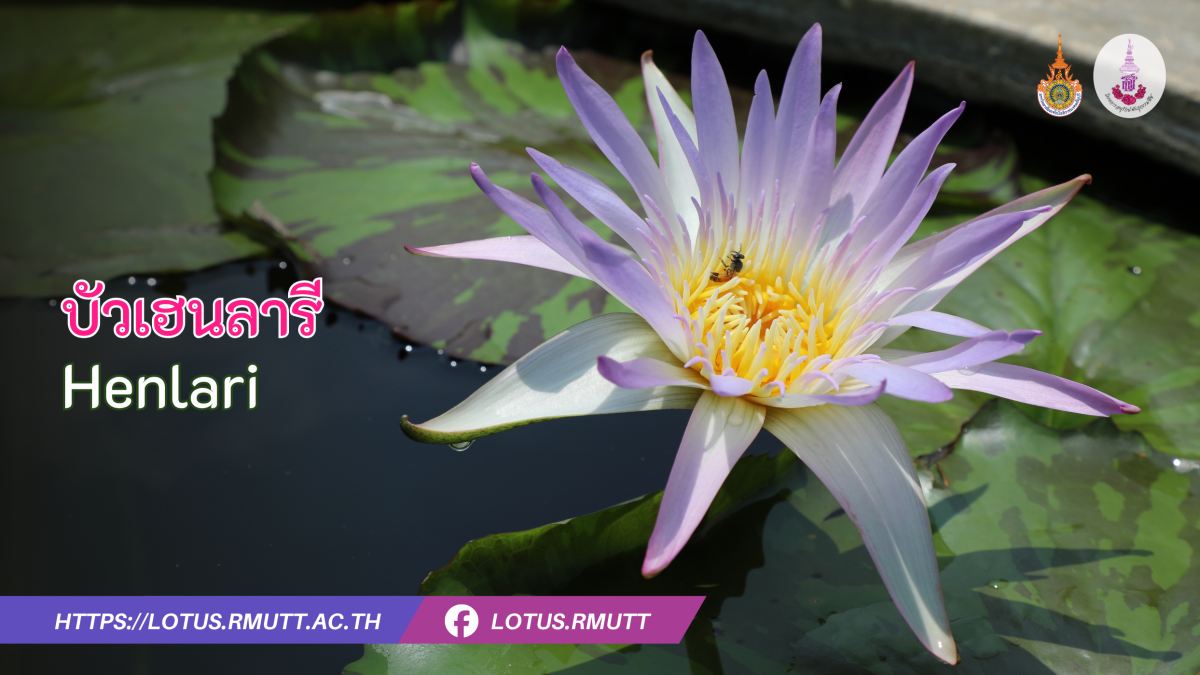 บัวเฮนลารี