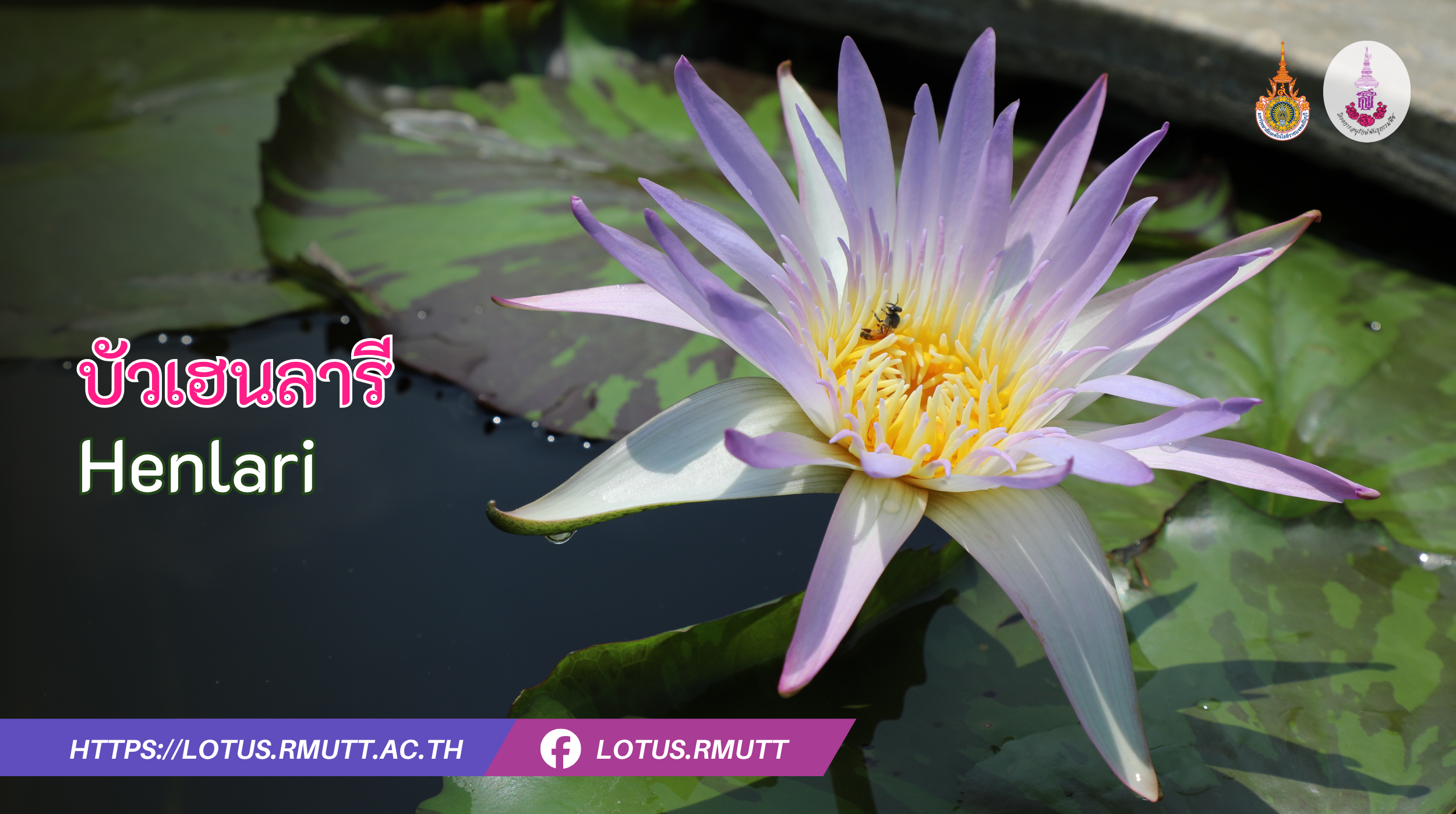 บัวเฮนลารี
