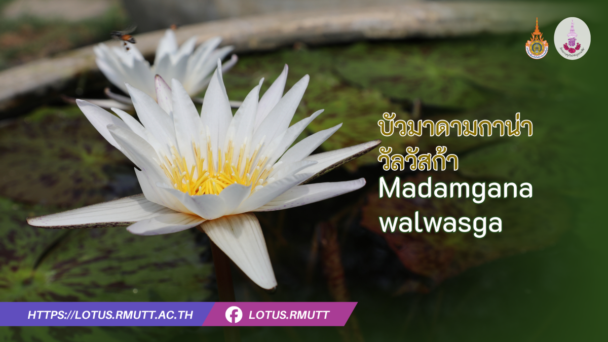 บัวมาดามกาน่าวัลวัสก้า