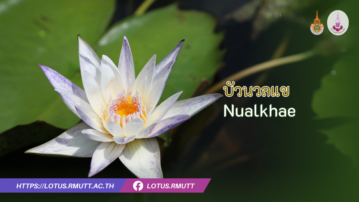 บัวนวลแข
