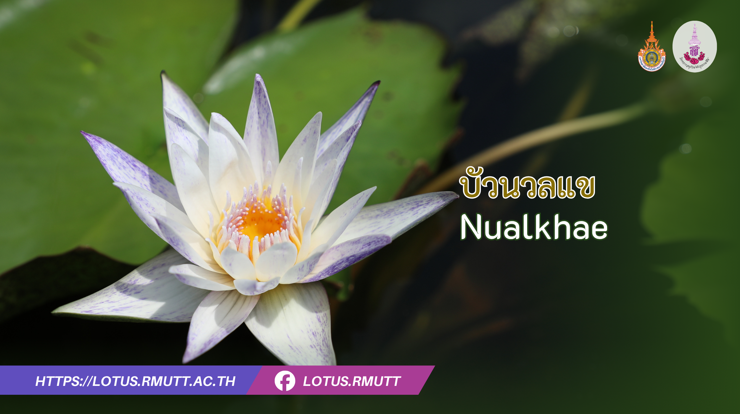 บัวนวลแข