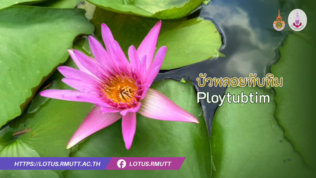 บัวพลอยทับทิม