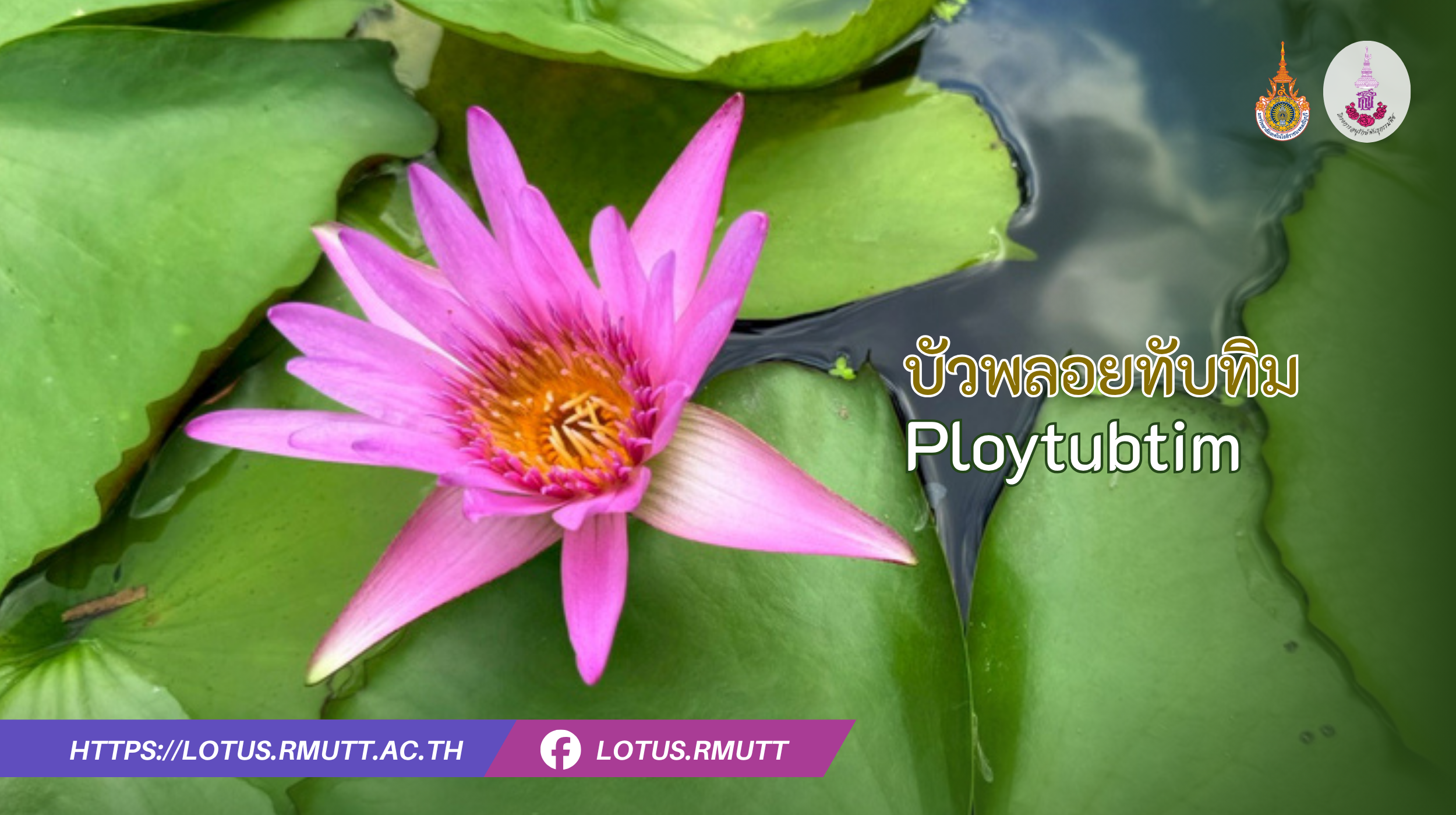 บัวพลอยทับทิม