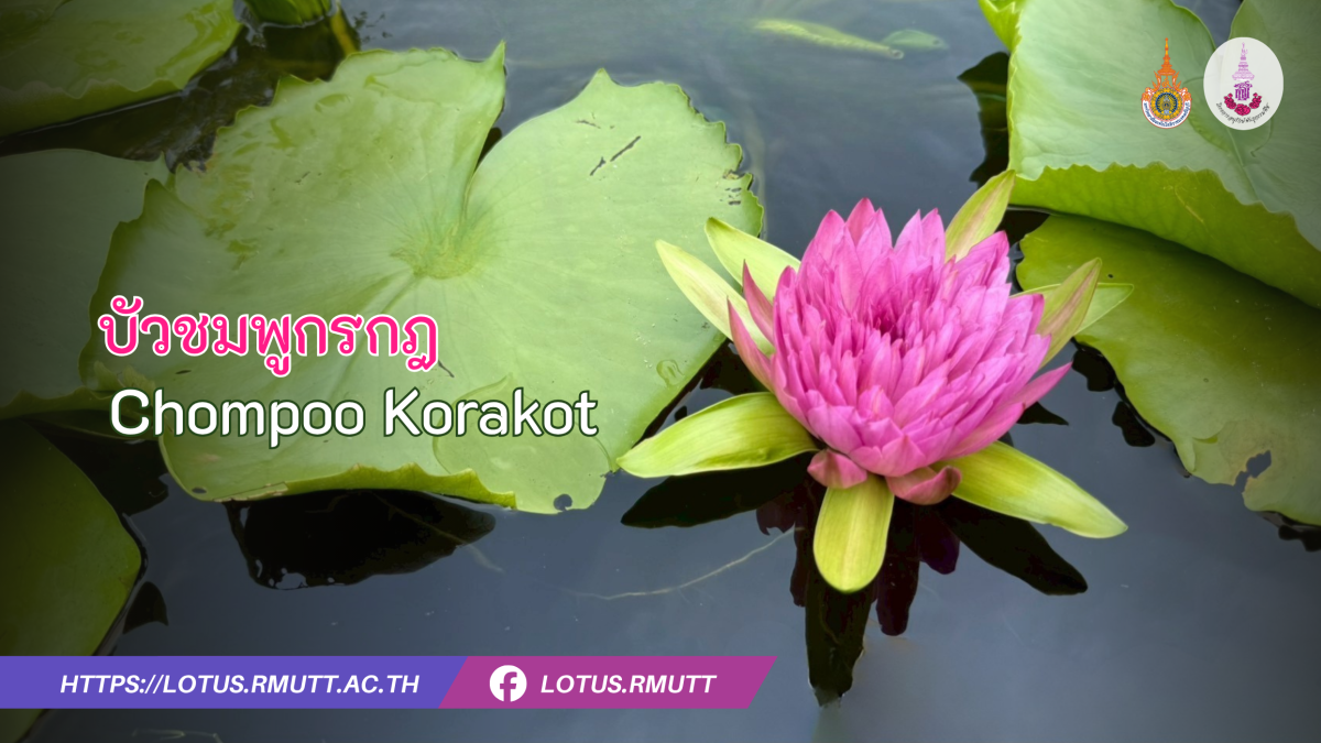 Chompoo-Korakot