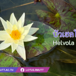 Helvola