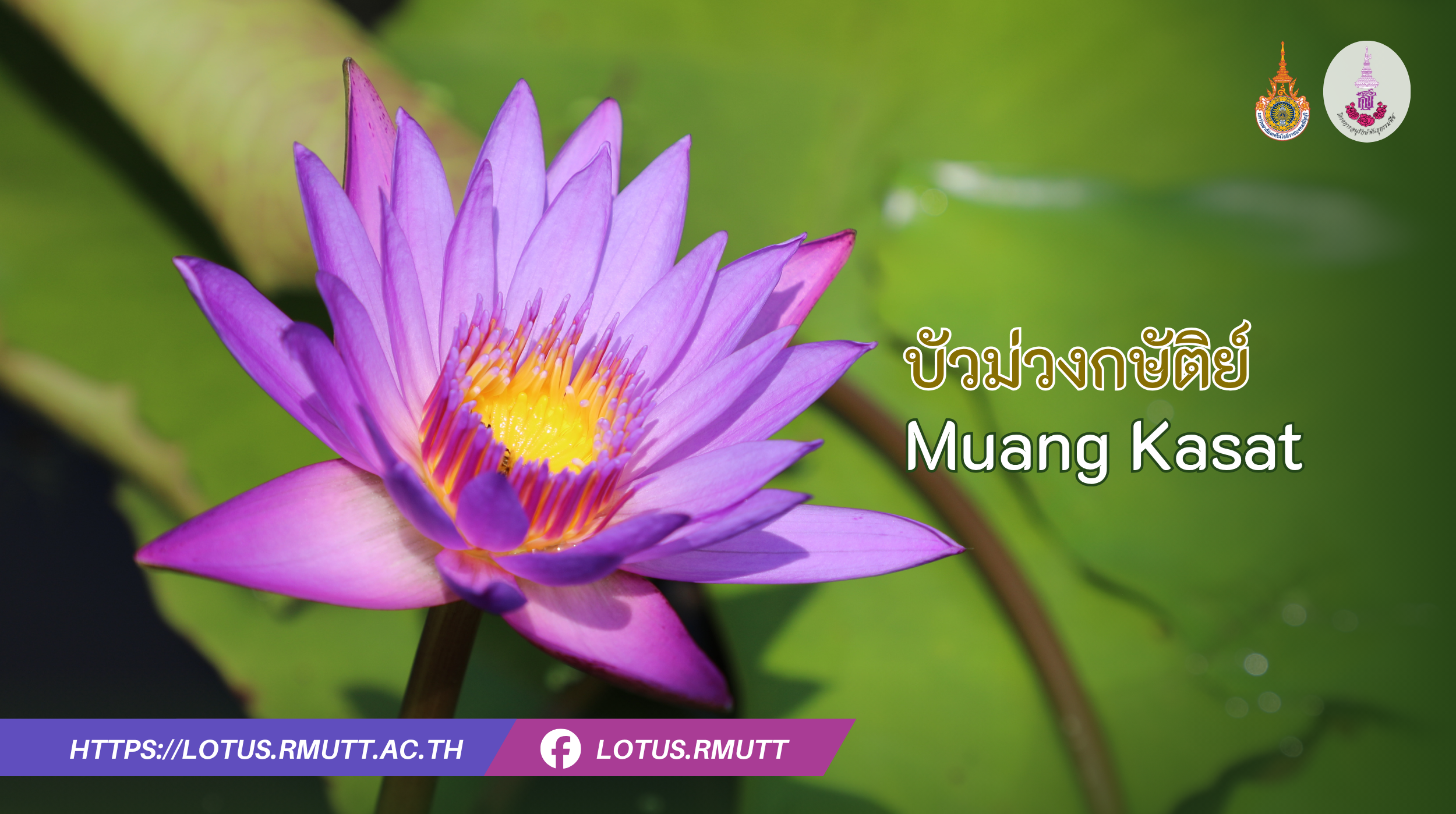 บัวม่วงกษัติย์