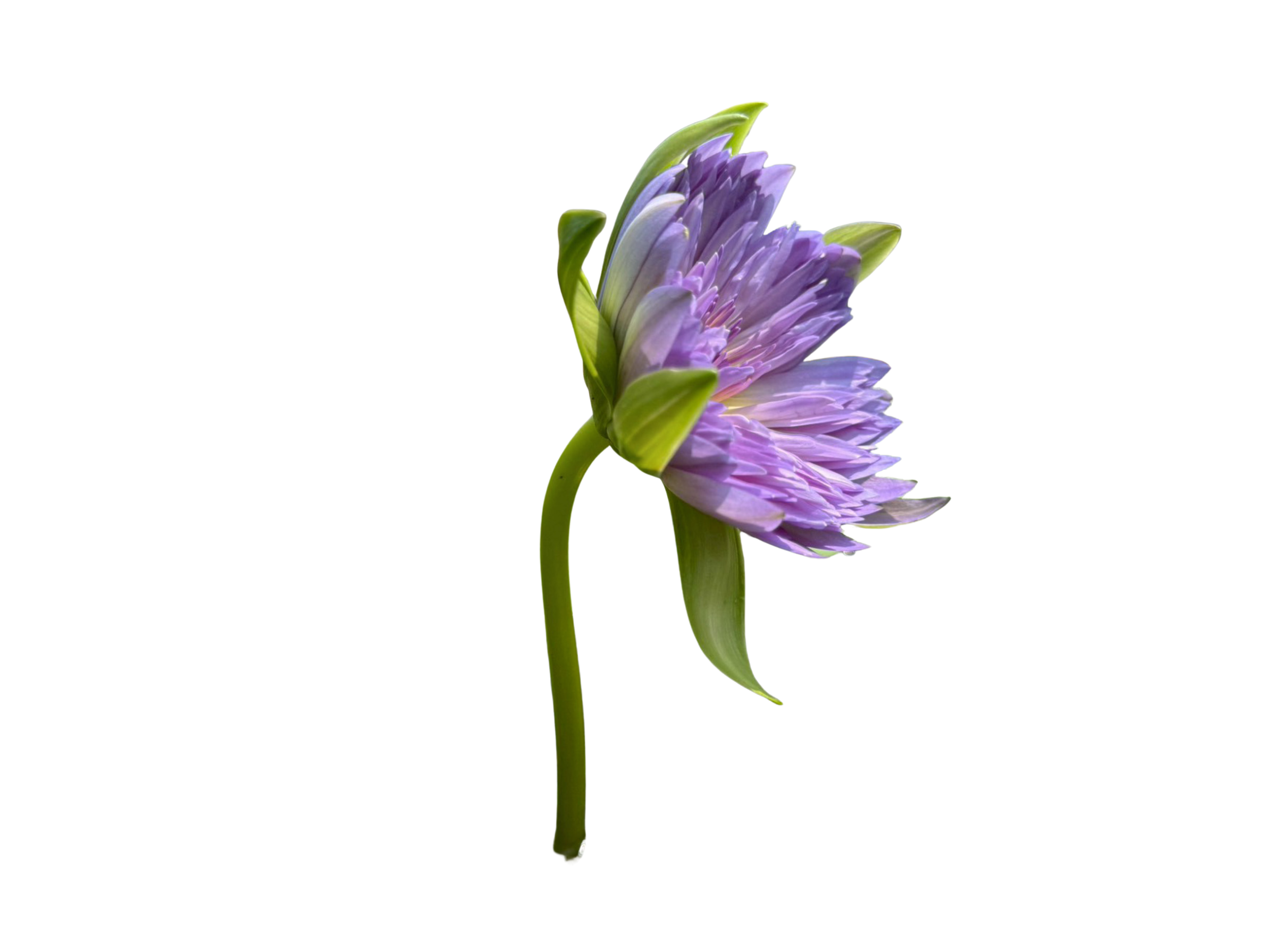 ก้านดอก-Audombaramee