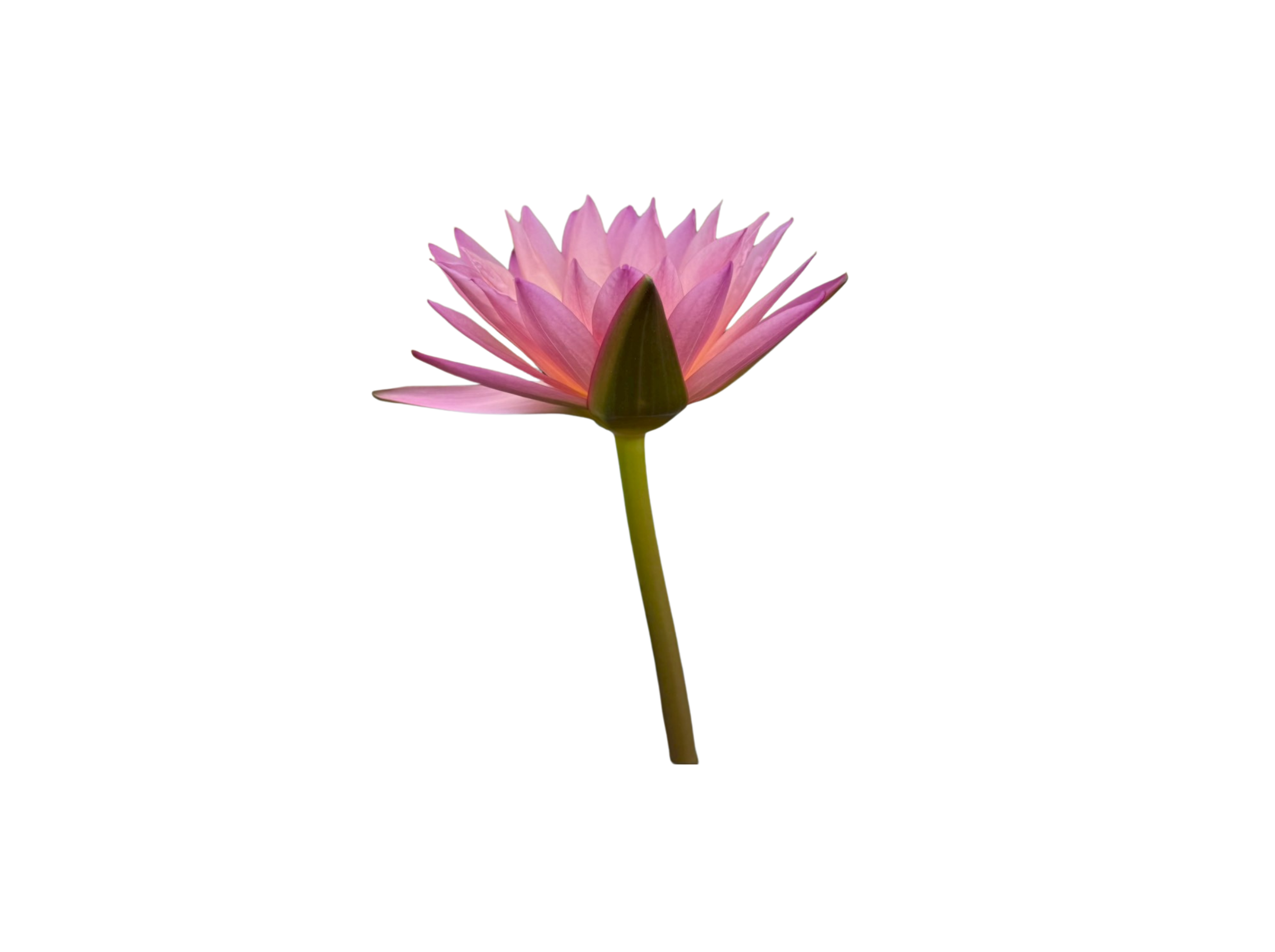 ก้านดอก-Toppicsunset