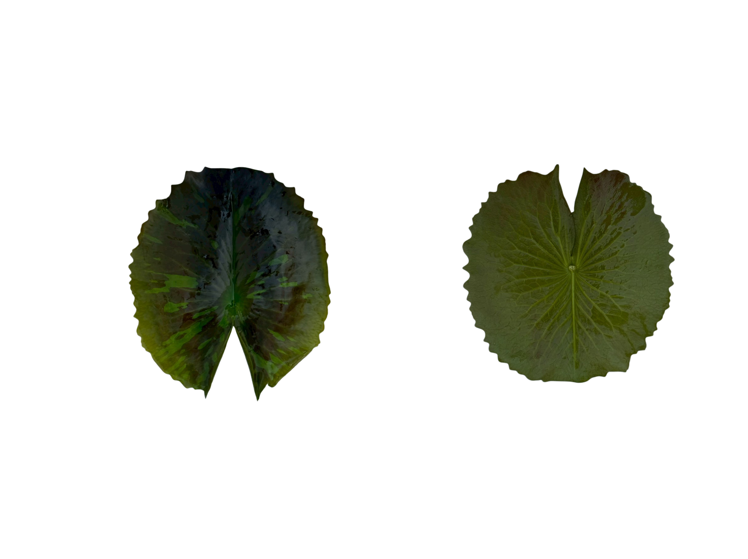 ใบแก่-Toppicsunset