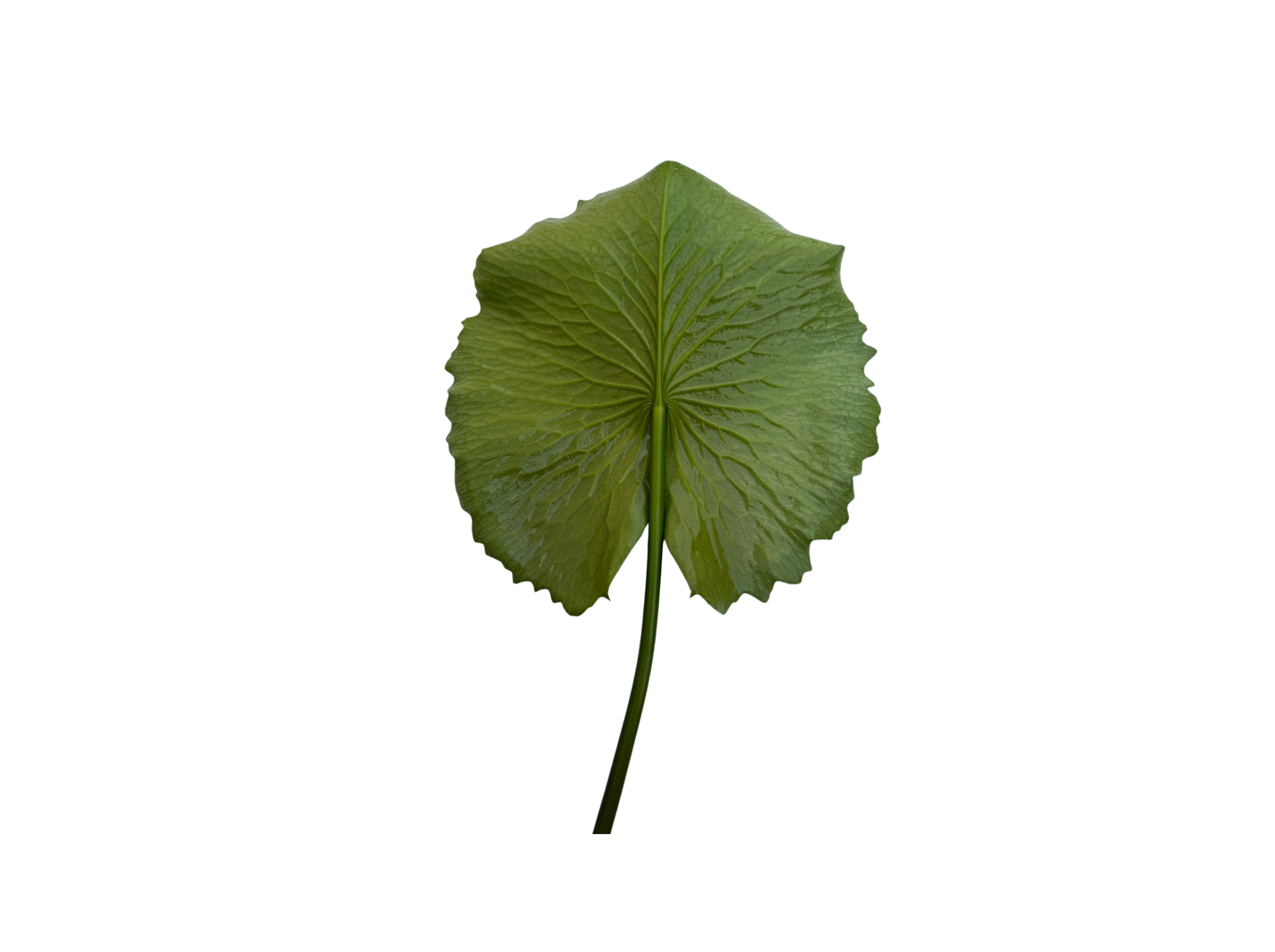 ก้านใบ-Audombaramee