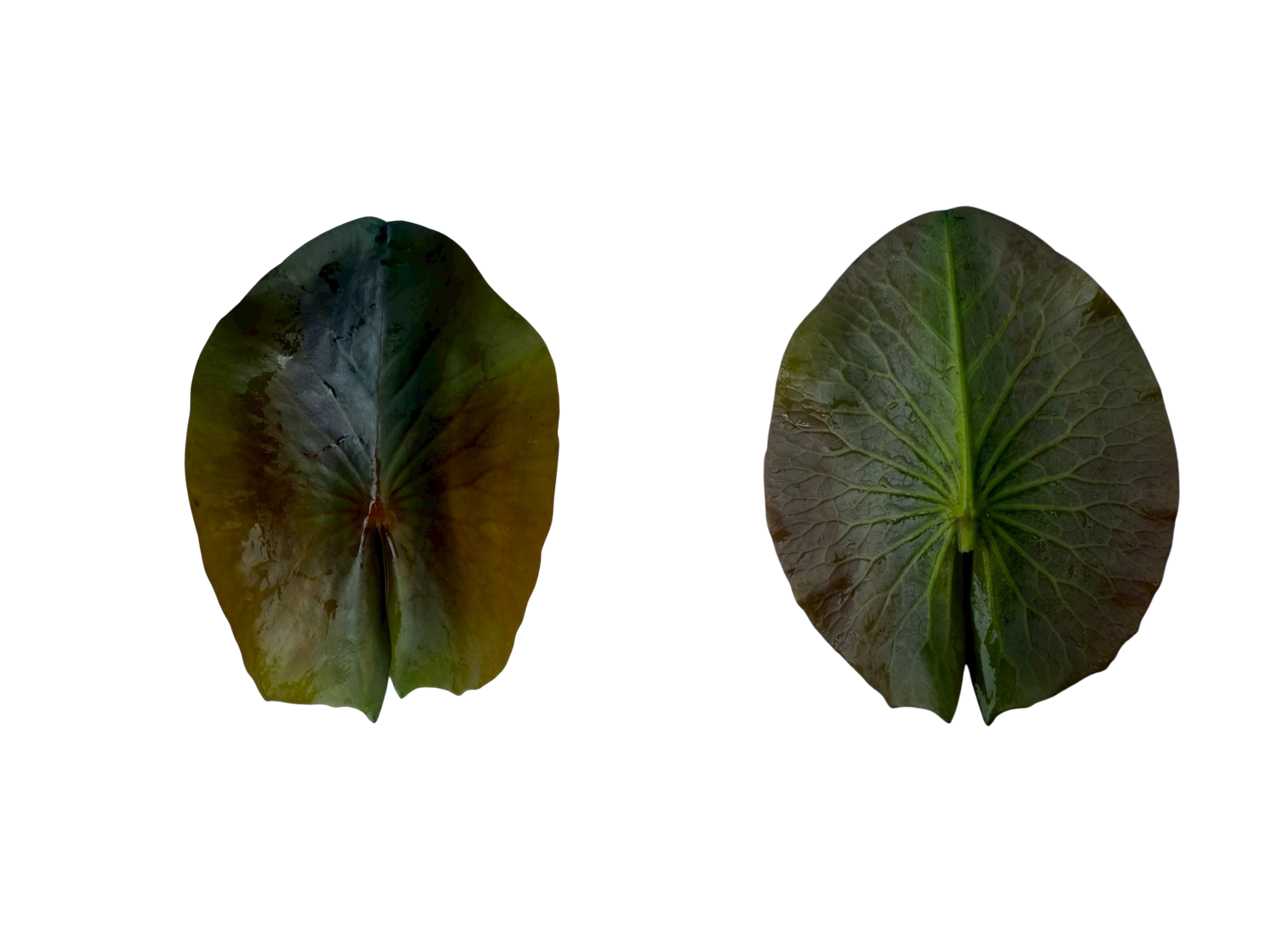 ใบอ่อน-Detective Erika