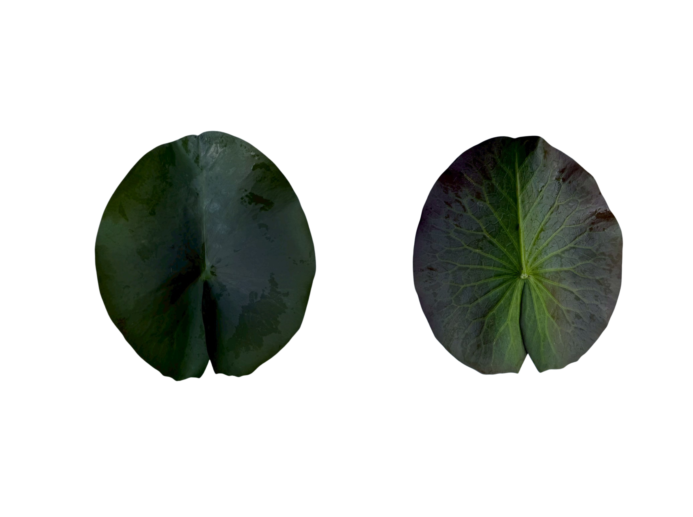 ใบอก่-Detective Erika