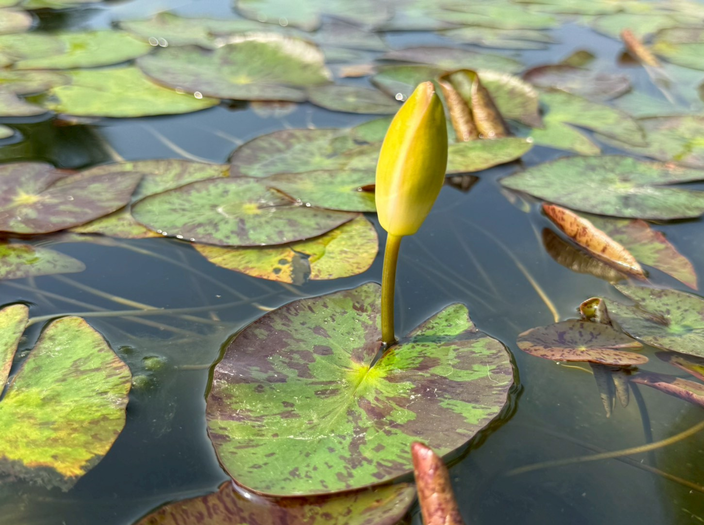 ดอกใบ-Helvola