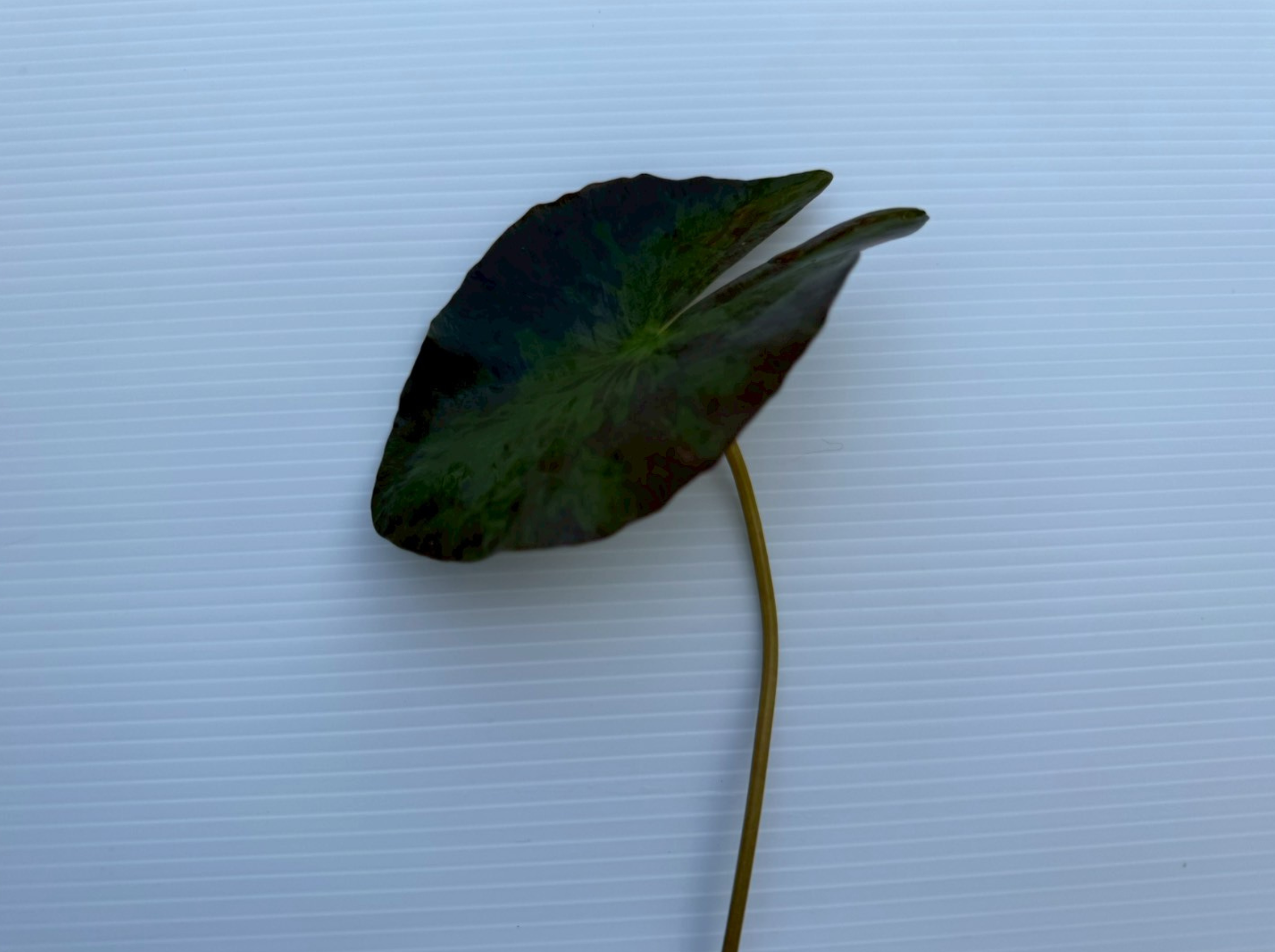 ก้านใบ-Helvola