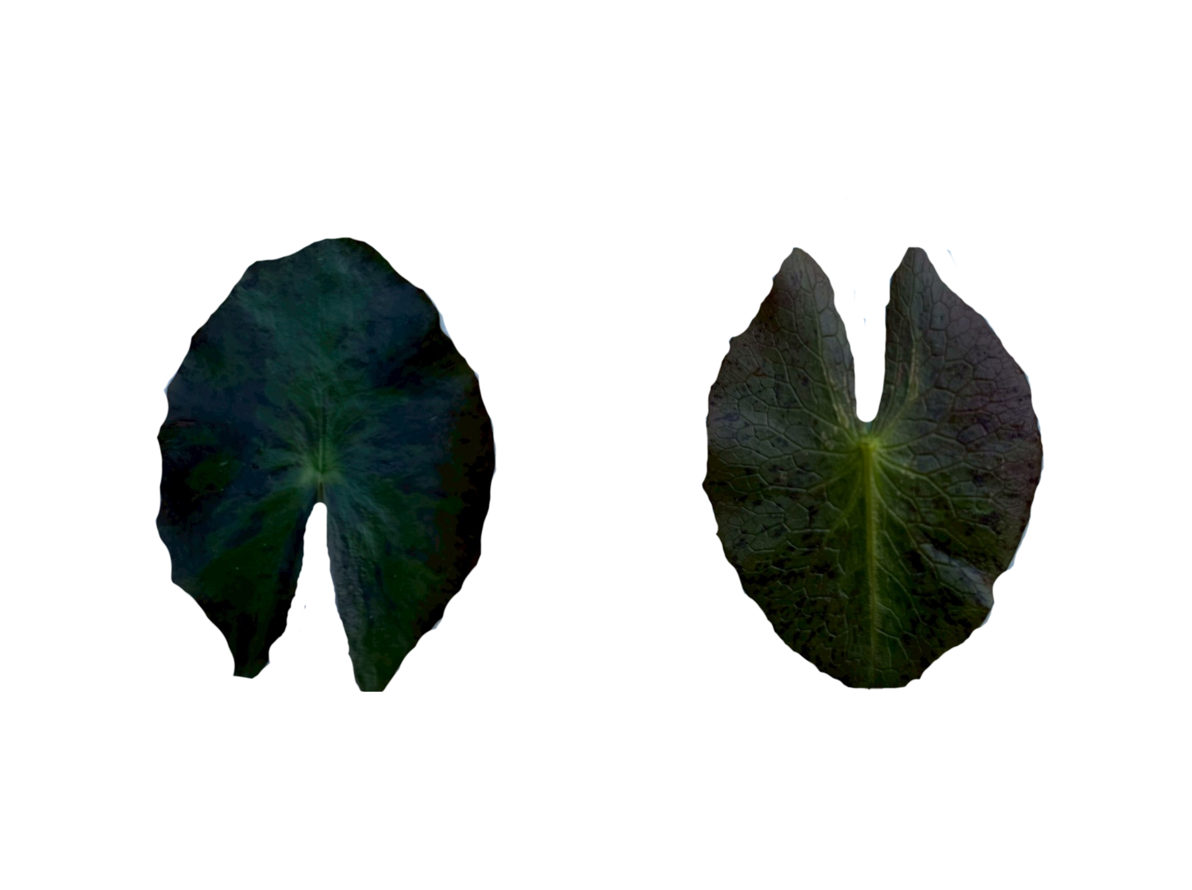 ใบแก่-Helvola