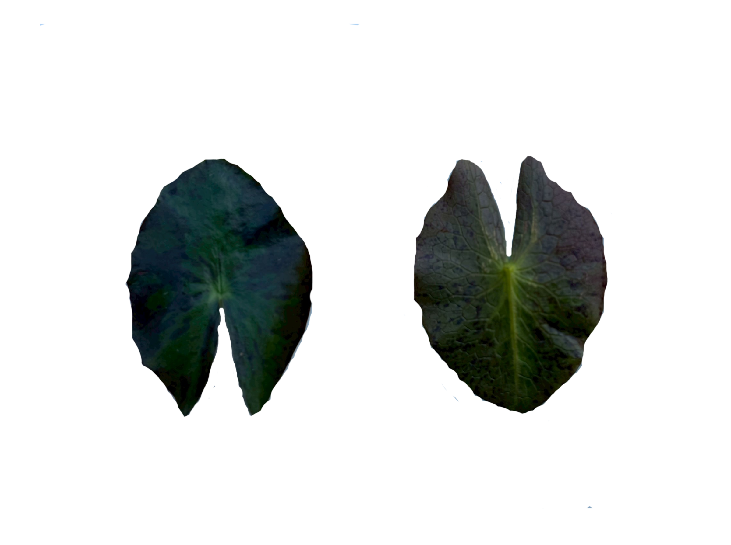 ใบฮ่อน-Helvola