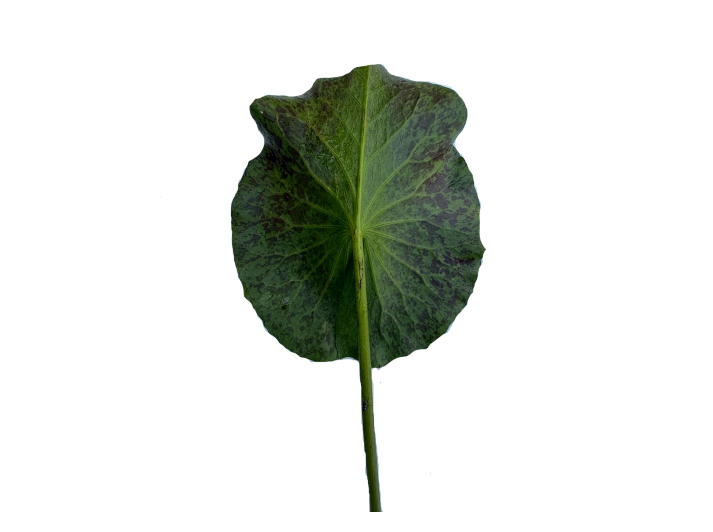 ก้านใบ-Sumanee Guna-Kasem