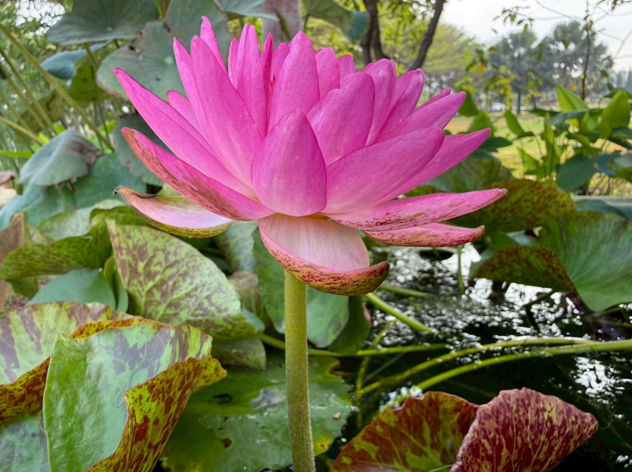 ก้านfvd-Sumanee Guna-Kasem