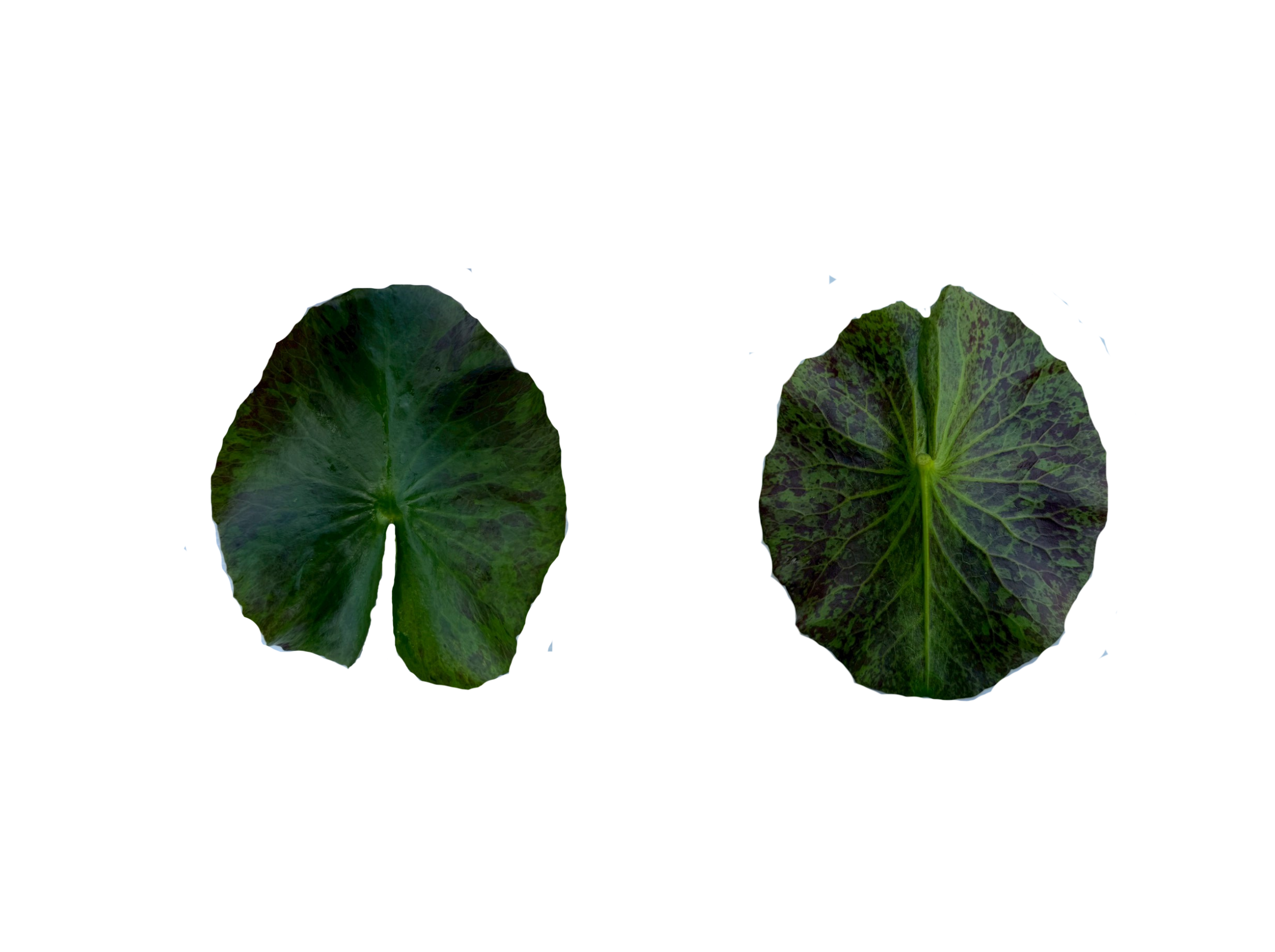 ใบแก่-fvd-Sumanee Guna-Kasem