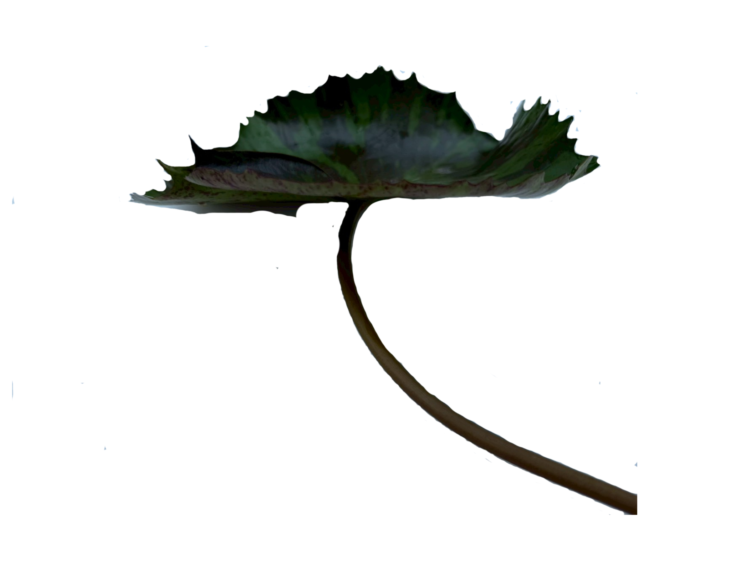 ก้านใบ-Avalanche