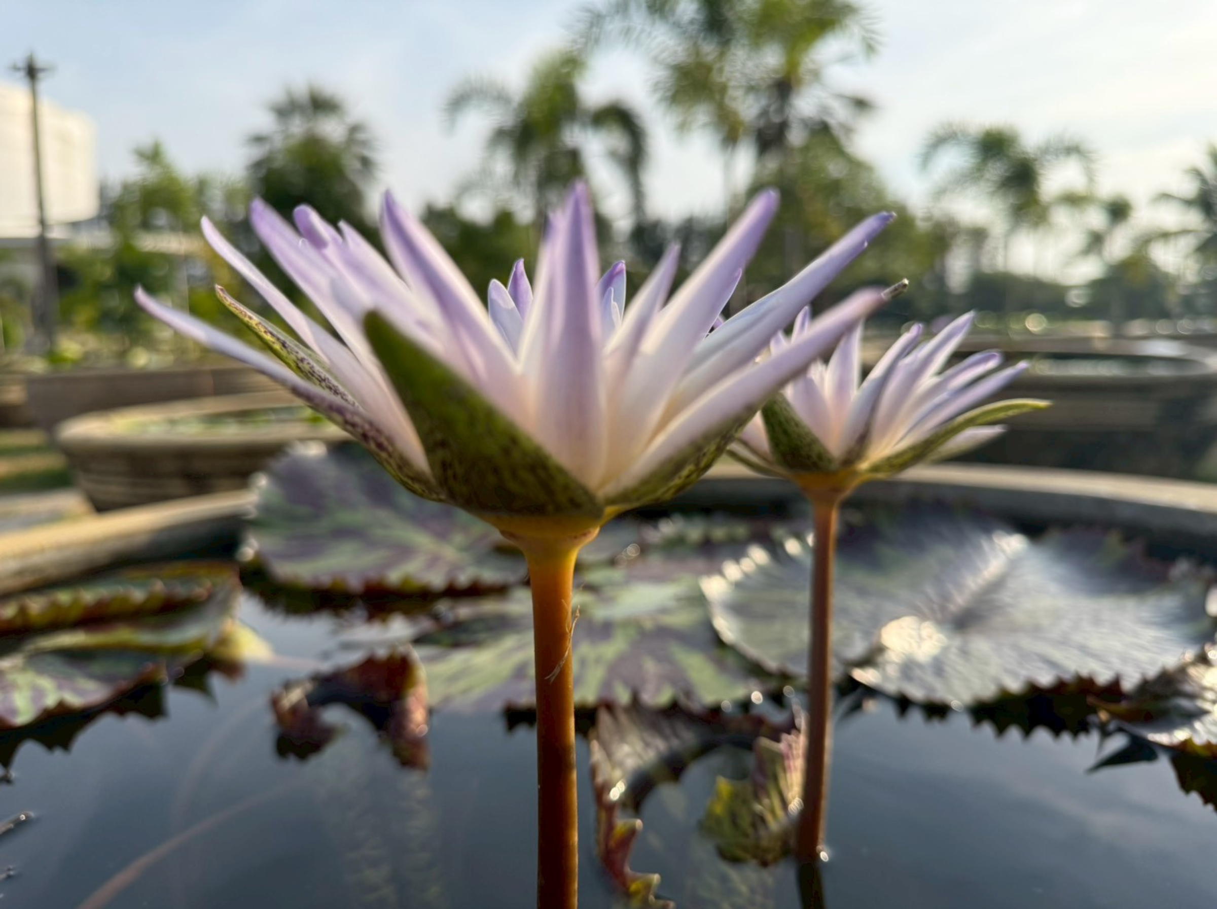 ก้านดอก-Avalanche