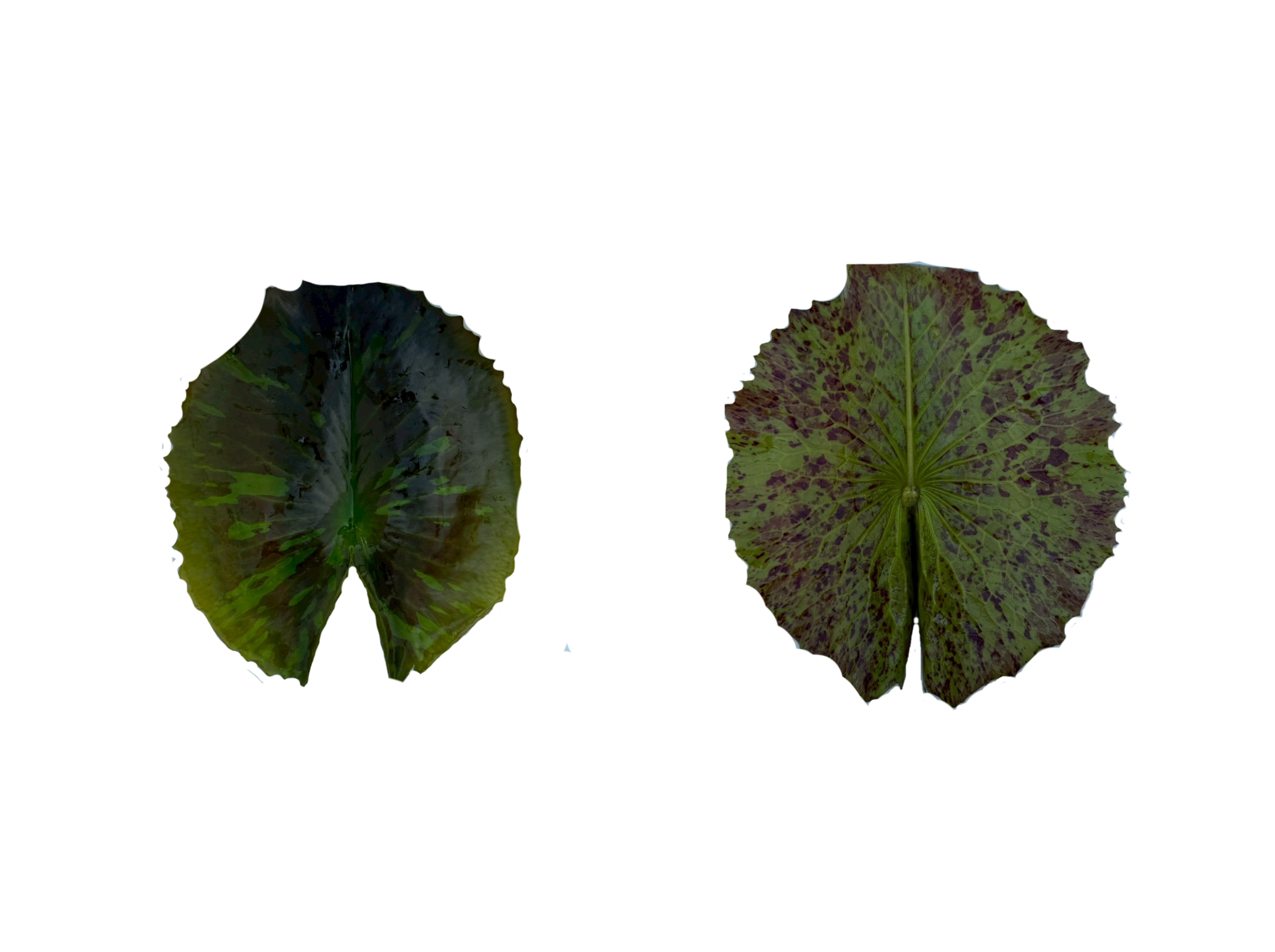 ใบอ่อน-Avalanche