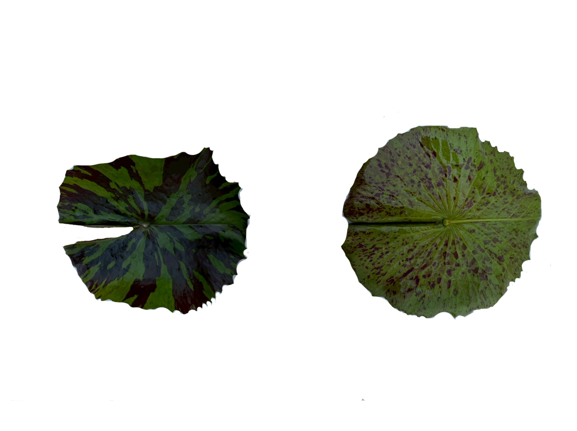 ใบแก่-Avalanche