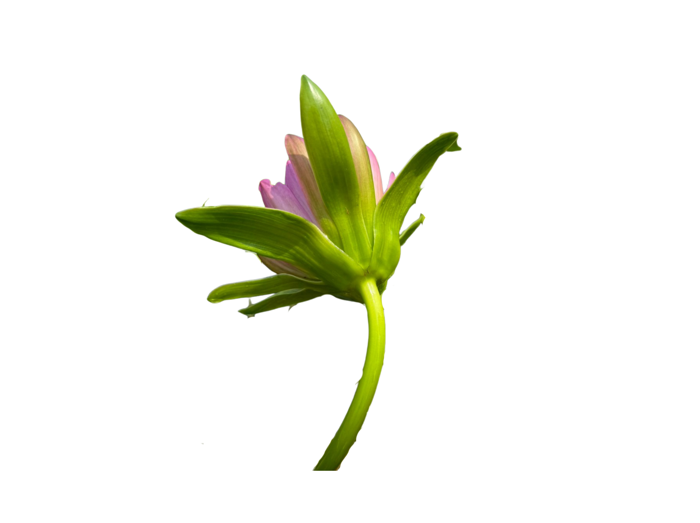 ก้านดอก-Chompoo-Korakot